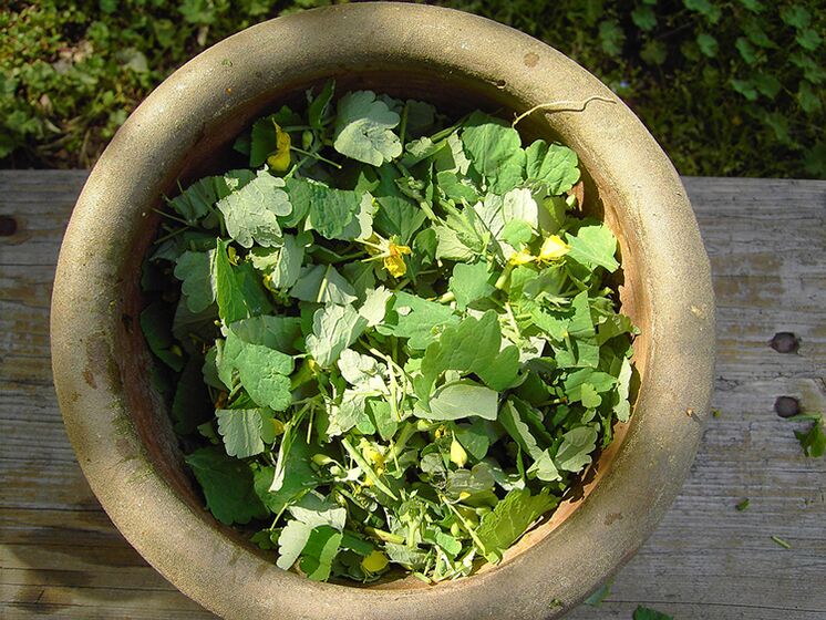 Celandine