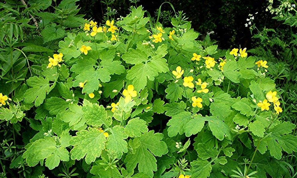 Celandine herb for nail fungus.